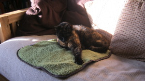 Biscuit enjoys her new blanket